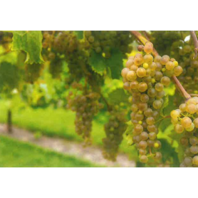 Clarion -  Certified