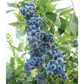 Duke Blueberries