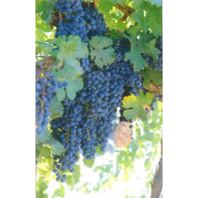 Errante Noir -  Grafted