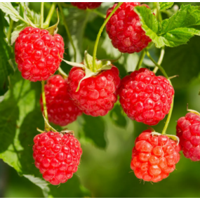 Heritage Red Raspberries (Everbearing)
