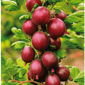 Hinnomaki Red Gooseberries