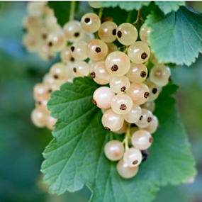 Imperial Currants