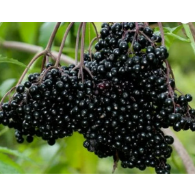 Johns Elderberries