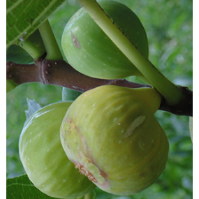 Fignomenal Figs