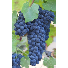 Malbec - Grafted