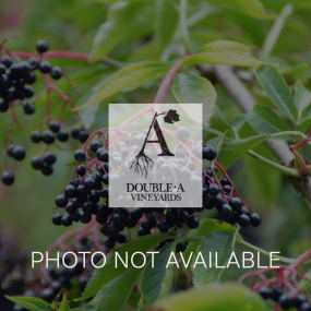 Elderberry Collection