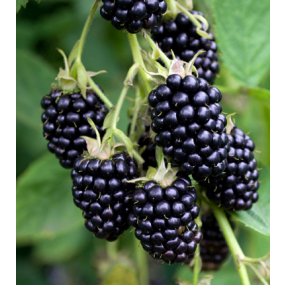 Natchez Blackberries