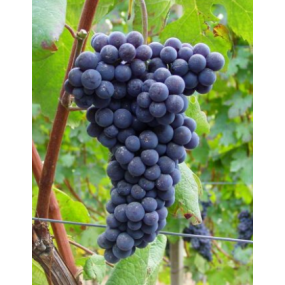 Nebbiolo - Grafted