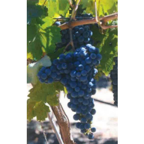 Paseante Noir- Grafted