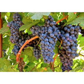 Petit Verdot - Grafted