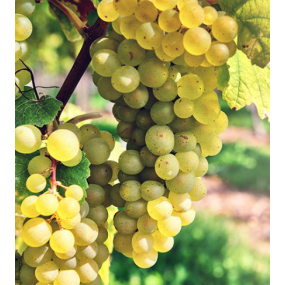 Pinot Blanc - Grafted