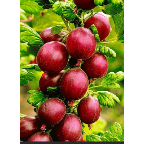 Pixwell Gooseberries