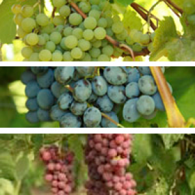 Red, White & Blue Seedless Collection