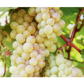 Rkatsiteli - Grafted