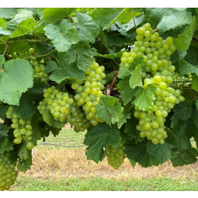 Southern Sensation Seedless™ (ARK 1400)