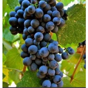 Touriga Nacional - Grafted