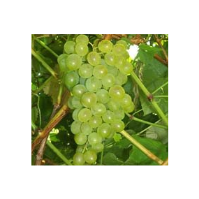 Villard Blanc - Grafted